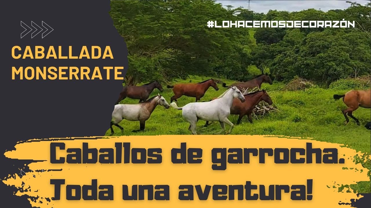 CABALLOS DE GARROCHA, TODA UNA AVENTURA | CABALLADA MONSERRATE.