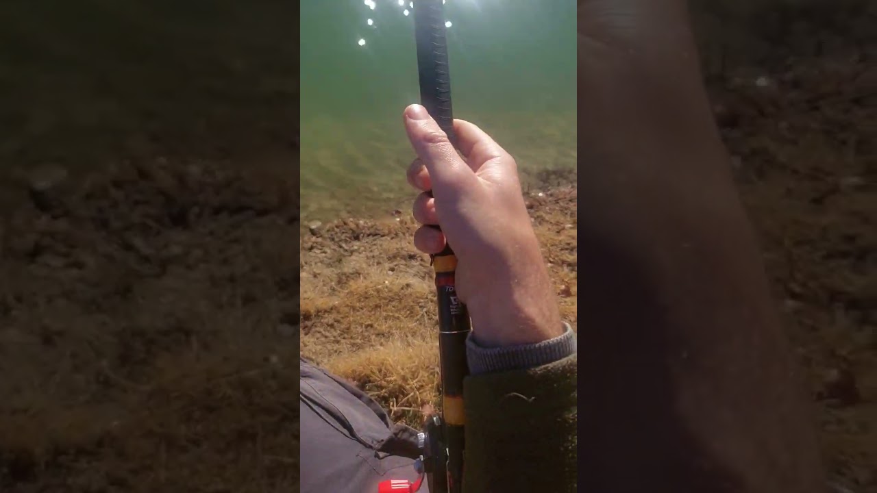 barbarina in cattura