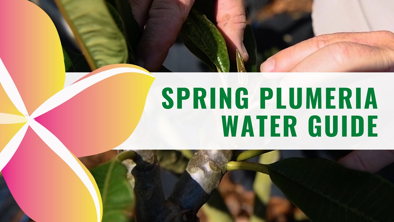 Spring Plumeria Water Guide 2022