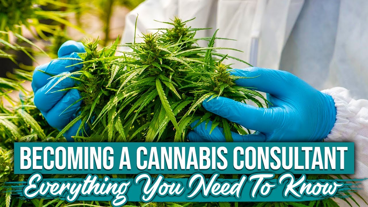 Becoming a Cannabis Consultant | Everything You Need To Know