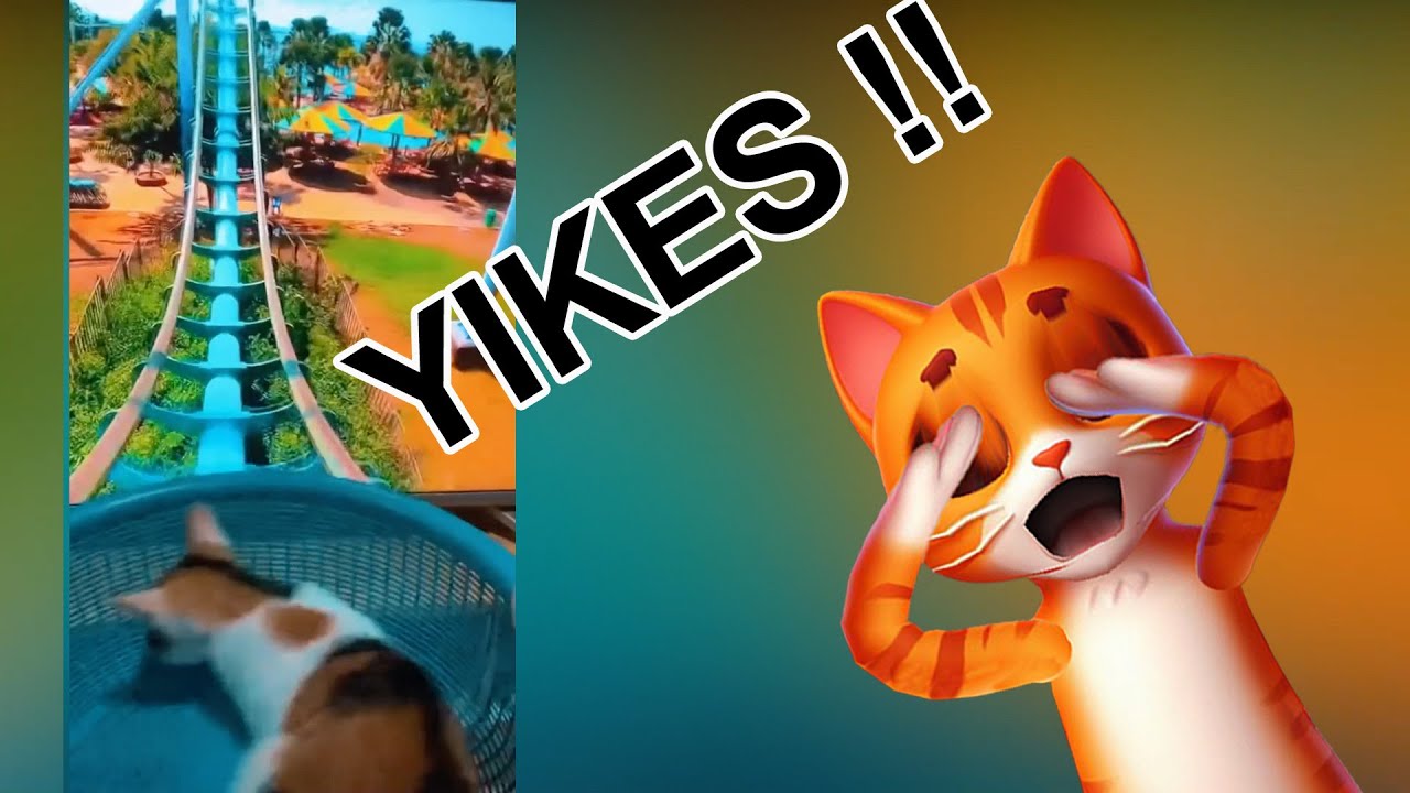 Chester Reacts: A Cat on a VR Rollercoaster Ride - Crazy Cats