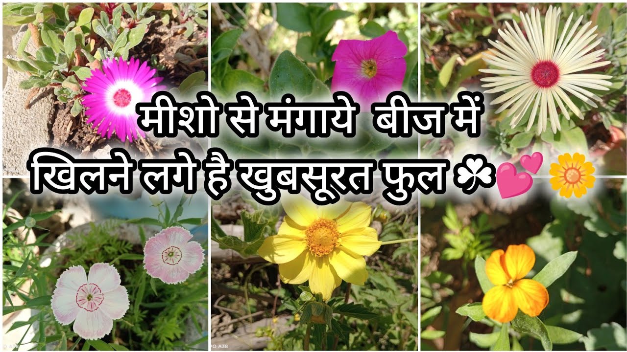 Meesho flower seeds honest review  review part 1 @meri_bagiyaa 🌼💕☘️ 