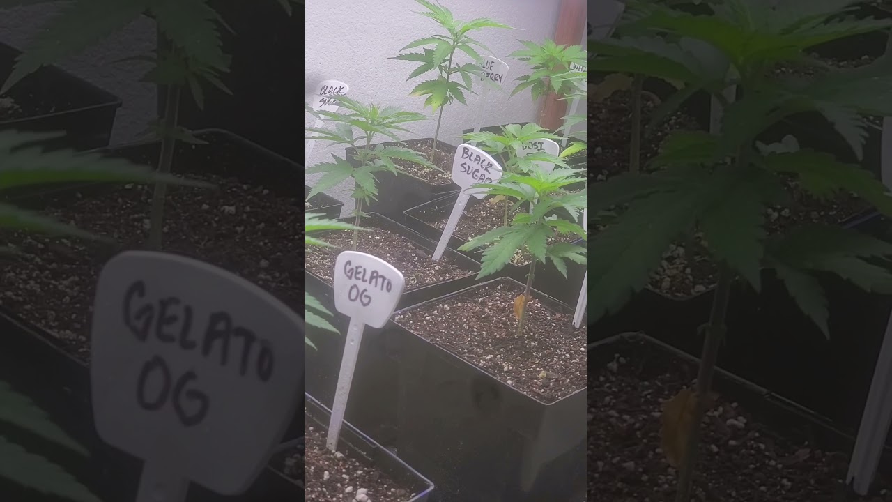 Week 4: Seedsmen Seeds