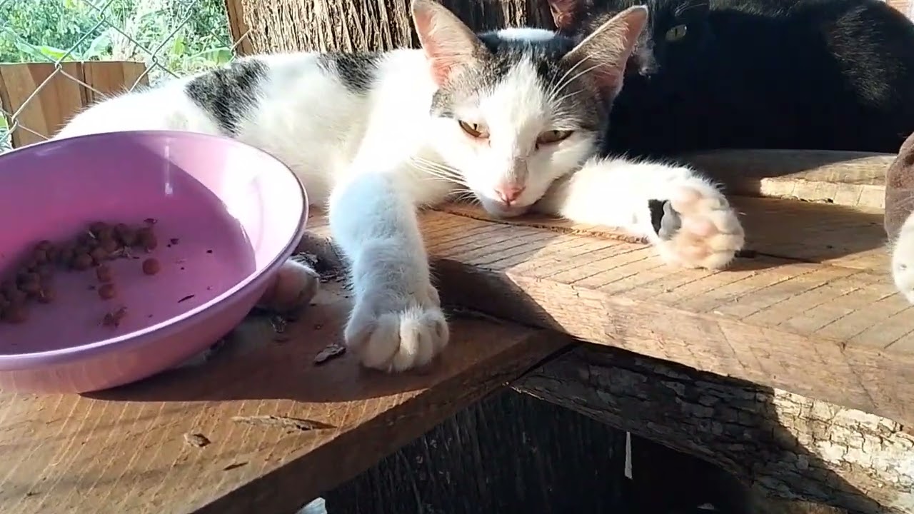 เย็นดูความน่ารักของน้องเหมียวนะครับ
