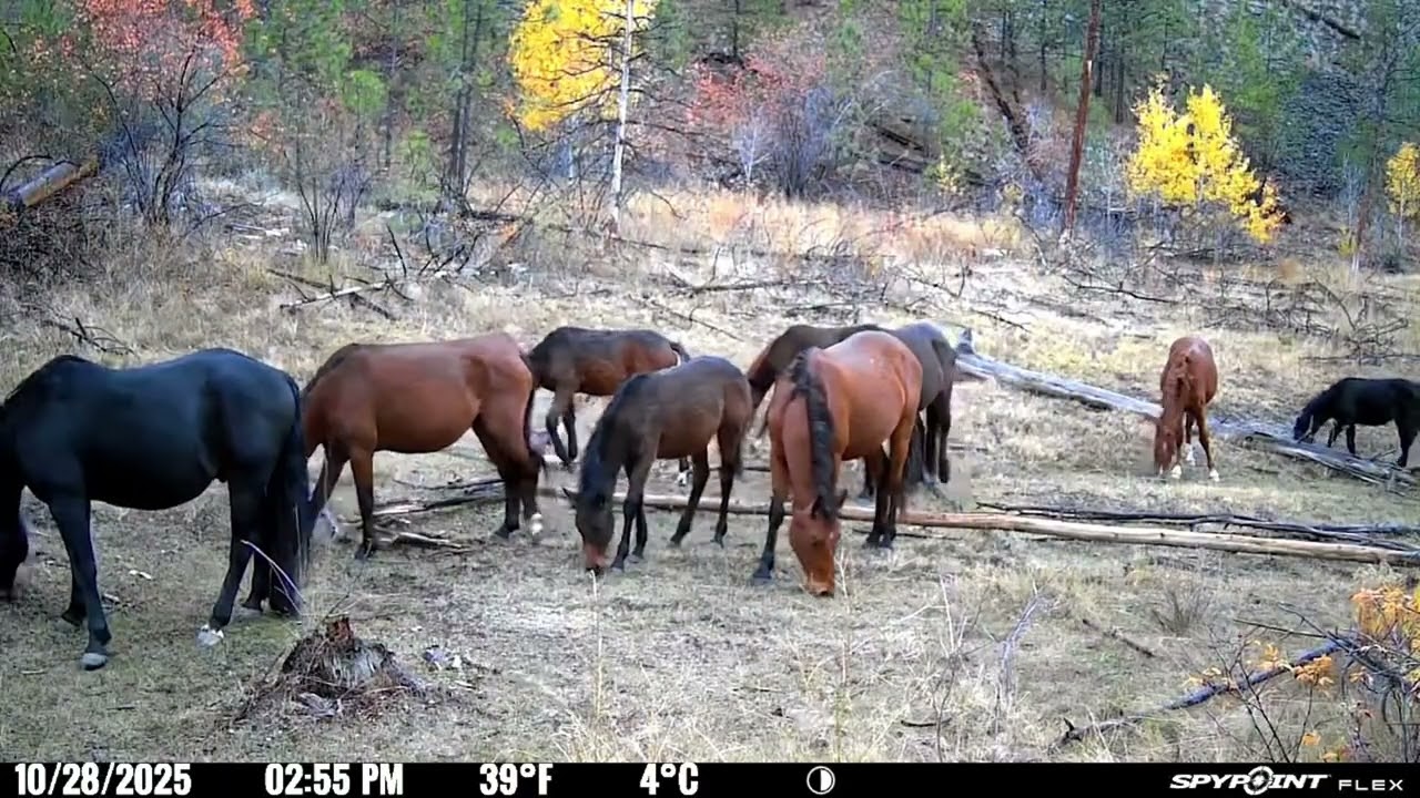Trail camera, Okanagan, B.C, Sept-Dec 2025