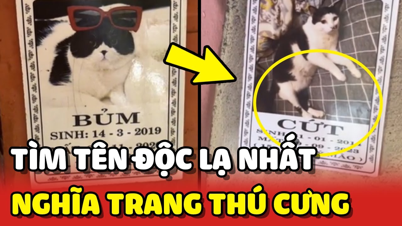 Buổi truy t&igrave;m nh&acirc;n vật c&oacute; t&ecirc;n ĐỘC LẠ nhất tại Nghĩa Trang Th&uacute; Cưng 😅 | Y&ecirc;u Lu
