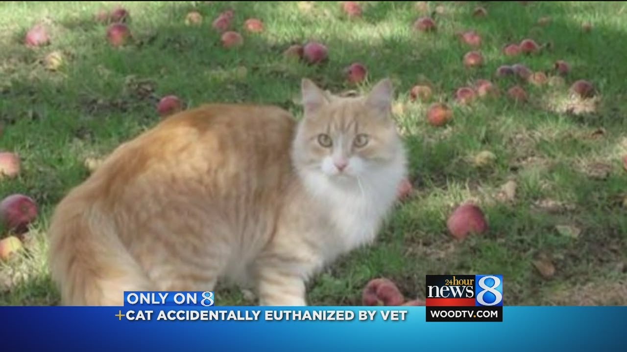 Vet euthanizes family cat by mistake