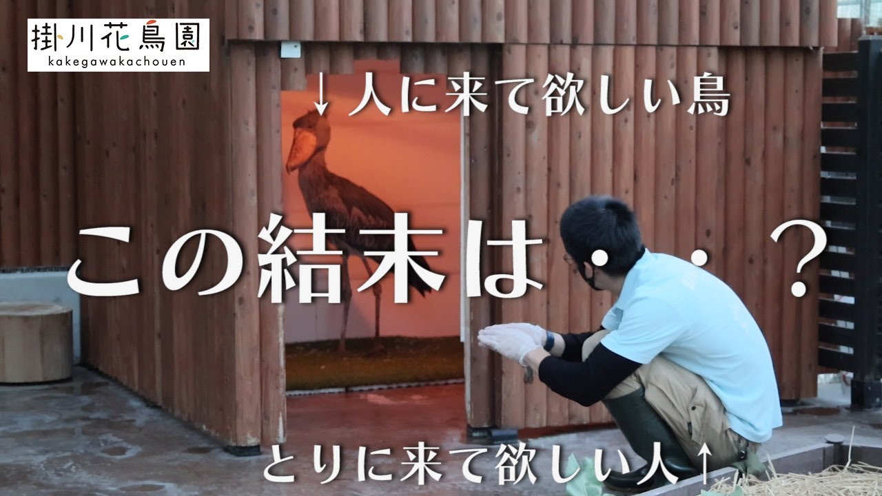【掛川花鳥園公式】12月のハシビロコウ「ふたば」　2023年ver