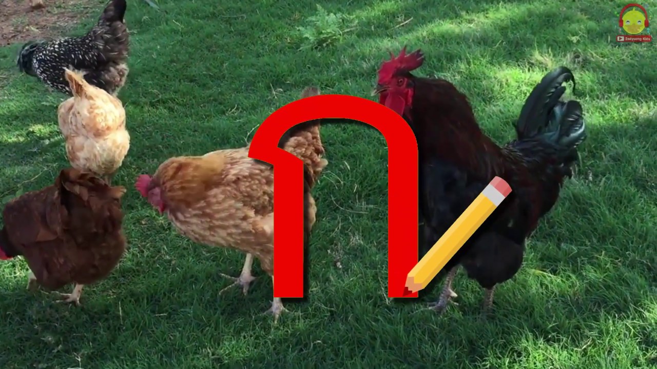 เขียน ก ไก่ ถึง ฮ นกฮูก 44 ตัว รูปภาพจริงๆ Thai Alphabet Writing #กไก่indysong