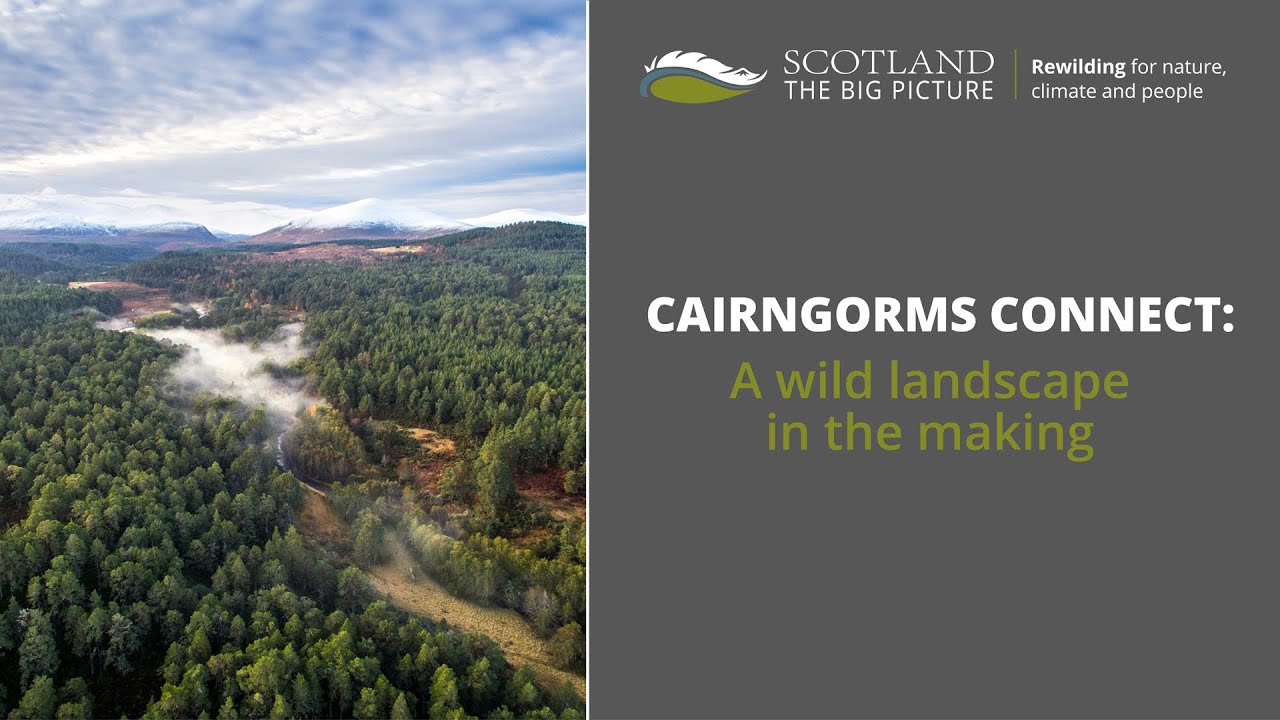 Cairngorms Connect: A wild landscape in the making webinar