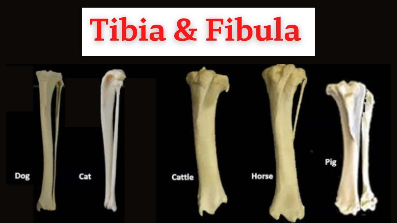 Tibia & Fibula of Horse , Ox , Camel , Small Ruminants  , Dog and Pig  .