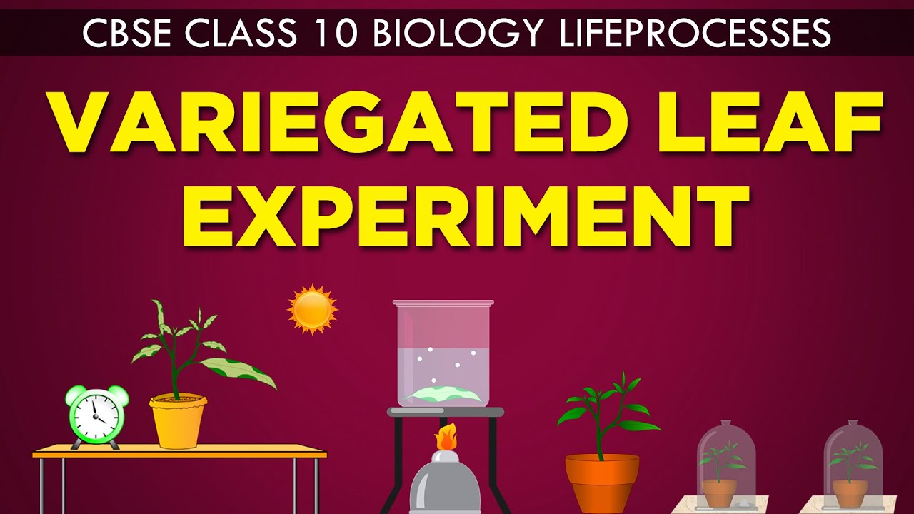 VARIEGATED LEAF EXPERIMENT | LIFE PROCESSES | cbse 10th biology |Ncert Class 10 | CBSE syllabus