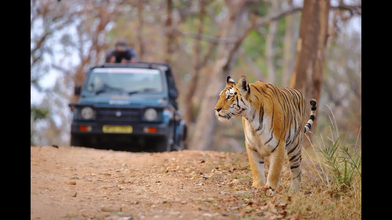 frommadtonomad - Travel Video - Pench Tiger Reserve - MP - India