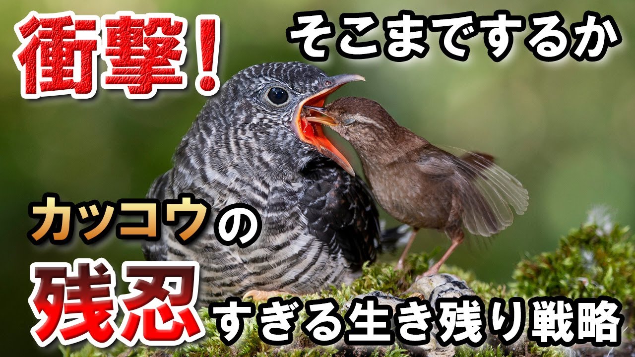 托卵をするカッコウの習性が残忍すぎる！
