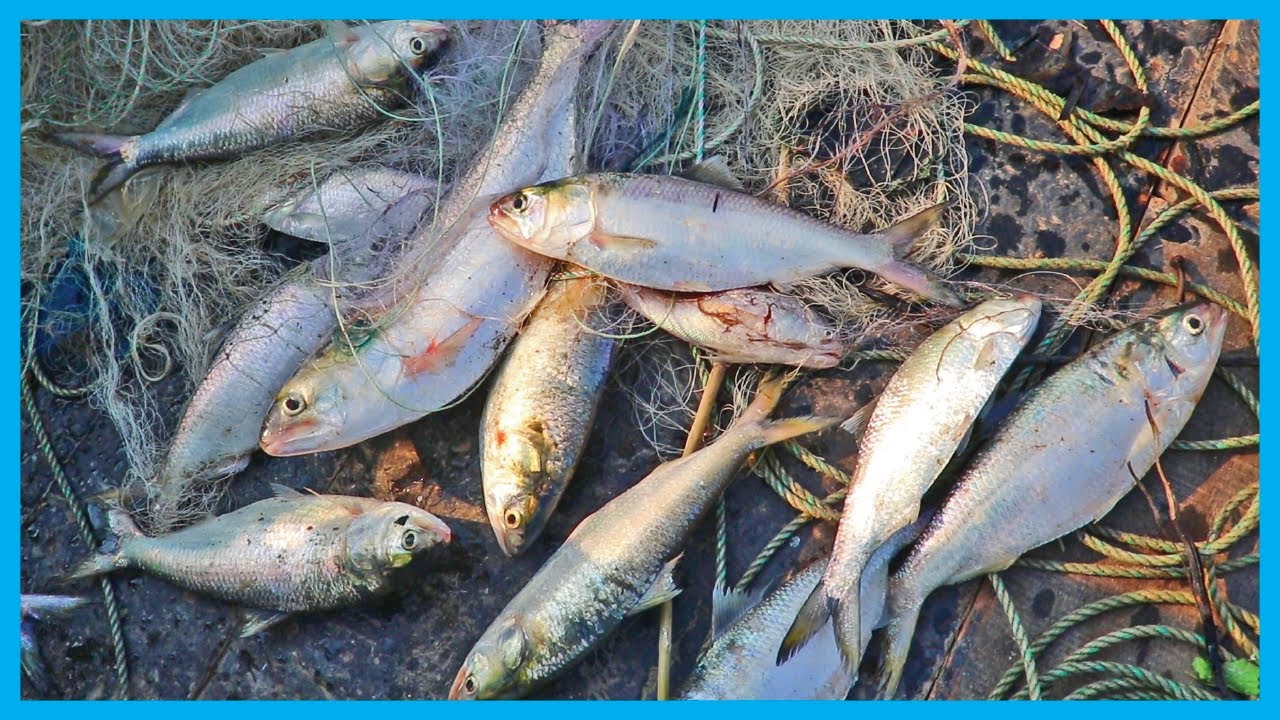 Amazing Fast Hilsa Fishing Skill (PART 122) - Catching Hilsa Fish Big in the River