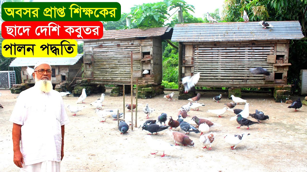 অবসর প্রাপ্ত শিক্ষক বাড়ির পরিত্যক্ত ছাদে সম্পূর্ণ দেশি কবুতর পালন পদ্ধতি। দেশি কবুতরের খামার.BD Farm