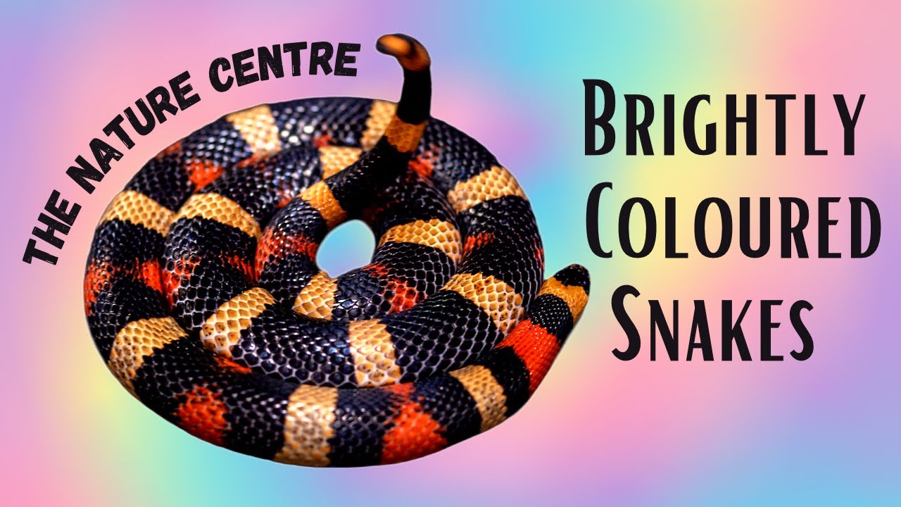 A Hiss-mas Video with Brightly Coloured Snakes!
