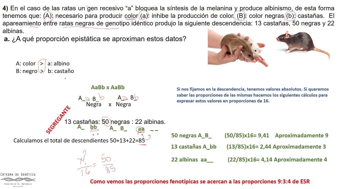 Resolviendo problemas Epistasis