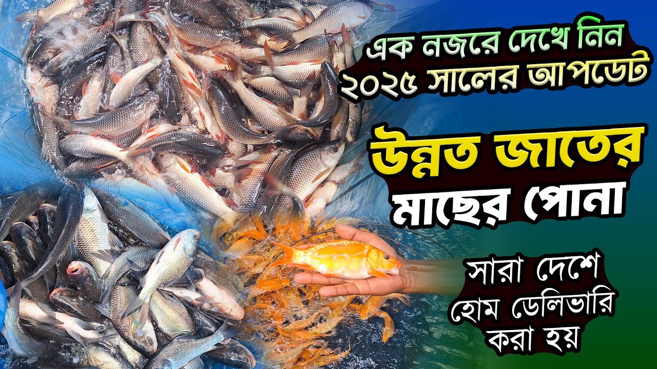 এক নজরে দেখে নিন ২০২৫ সালের আপডেট উন্নত জাতের মাছের পোনা || সততা মৎস্য খামার ২০২৫