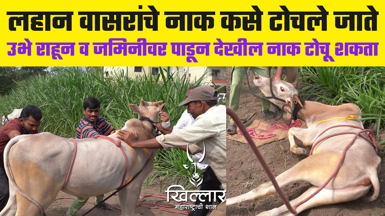 लहान वासरांचे नाक कसे टोचले जाते? नक्की बघा - श्री हर्षद सातव सर | Khillar Maharashtrachi Shaan 2023