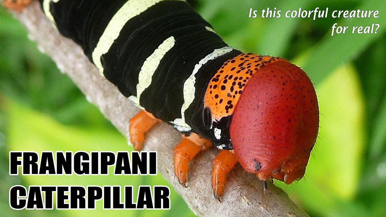 Frangipani Plumeria Caterpillar - Hawk Moth Tetrio Sphinx | Learn about this fascinating hornworm