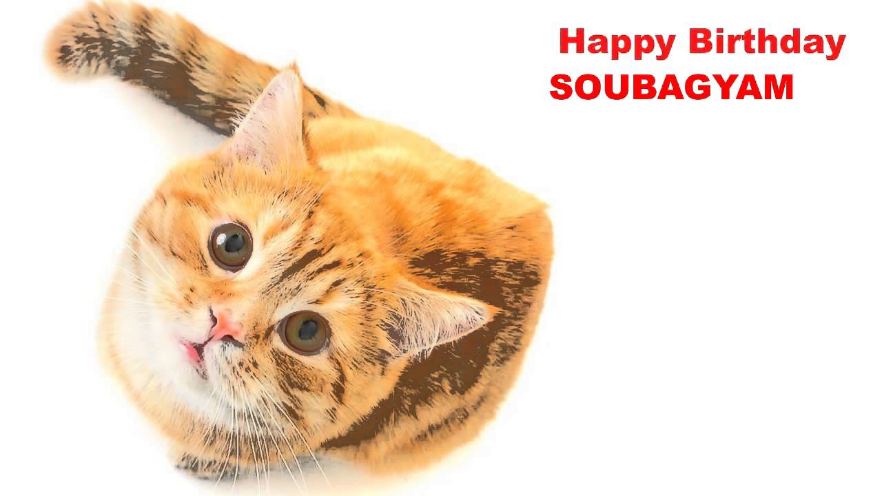 Soubagyam   Cats Gatos - Happy Birthday