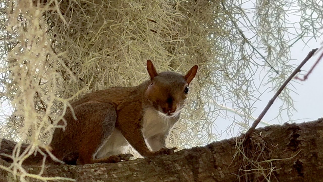 Wild Squirrel with Mysterious Ailment - Update 2