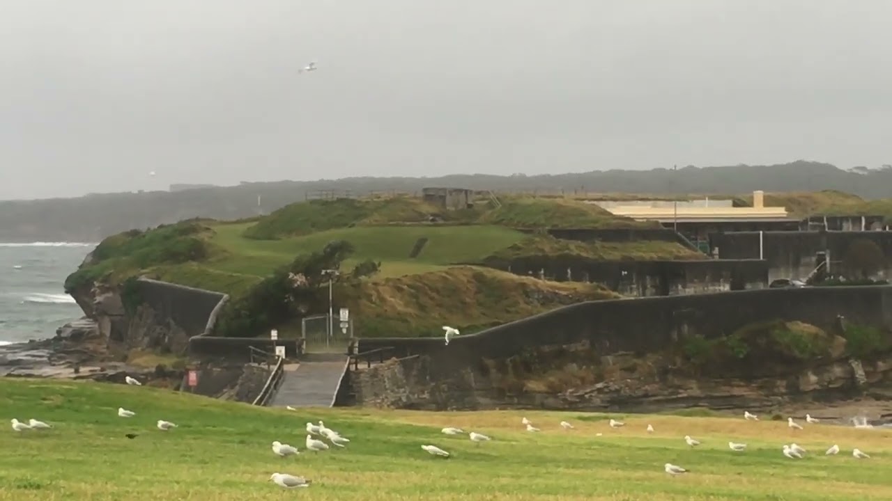 Nature Pause!🌏Seagulls gathering on a cold wet day!💦☔️🥶