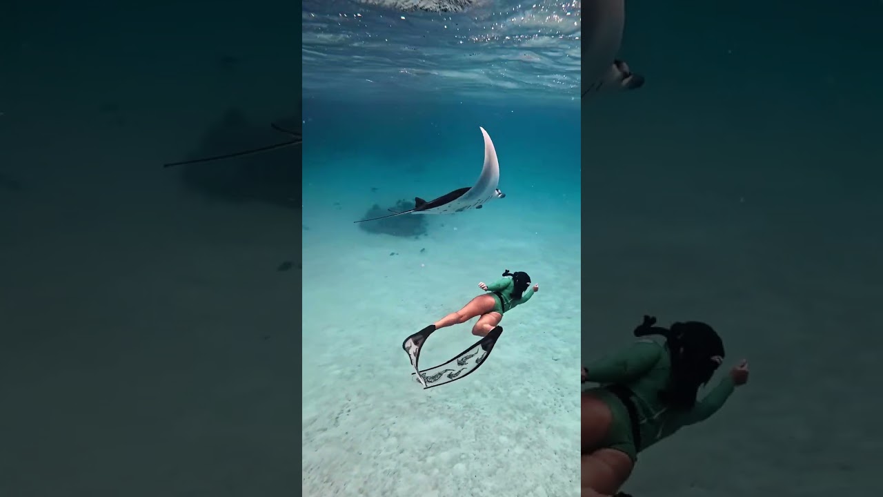 Diving with a Manta Ray  #deepbluecoast #oceanexploration #deepocean