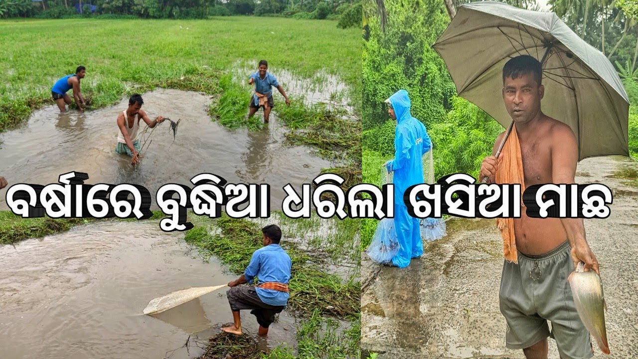 ବର୍ଷାରେ ବୁଦ୍ଧିଆ ଧରିଲା ଖସିଆ ମାଛ 🦈 l ସାତପୁରୀ ପିଠା 😋 l Satapuri Odia food l Catching fish in village