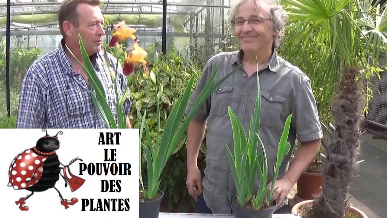 Jardinage:Comment faire la Culture et division d'iris: Plante vivace