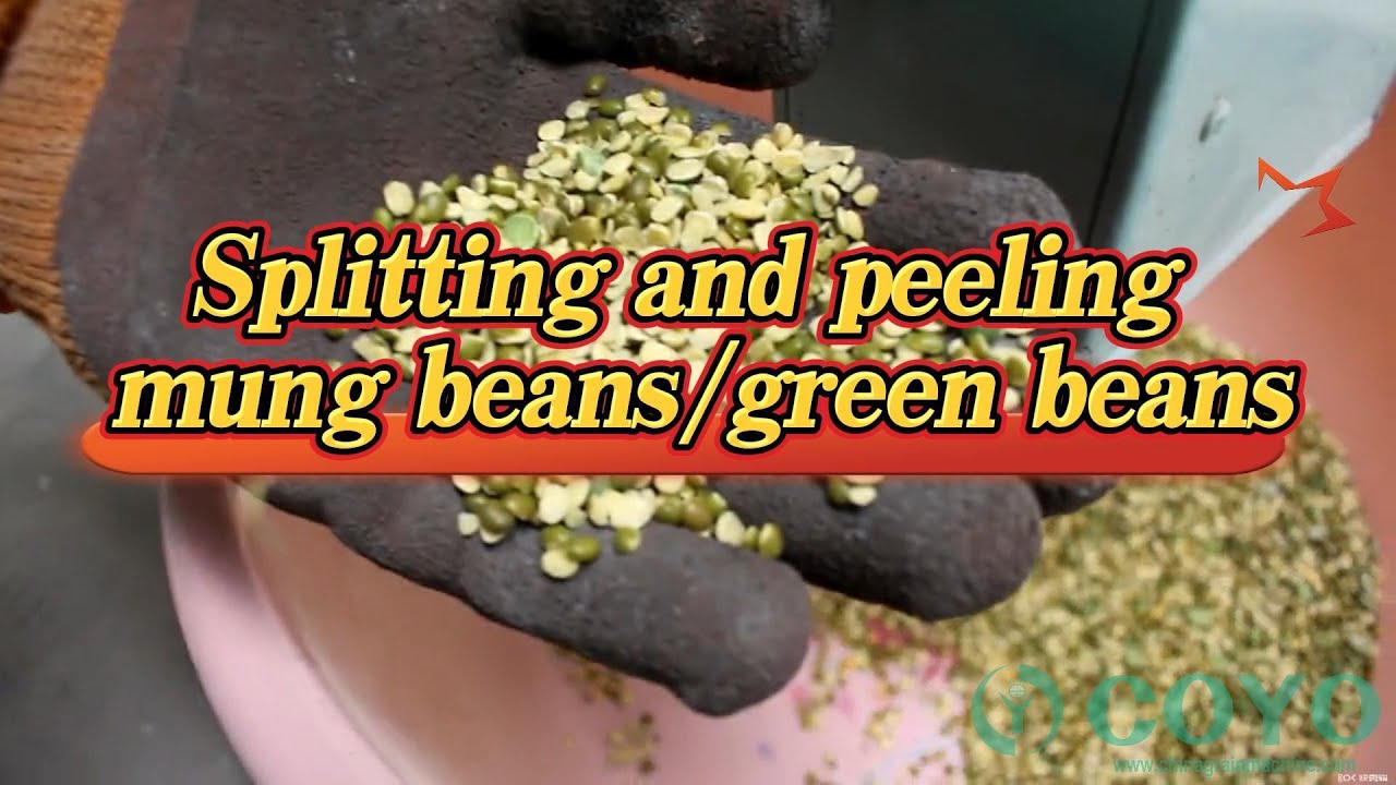 Splitting and peeling mung beans     green beans