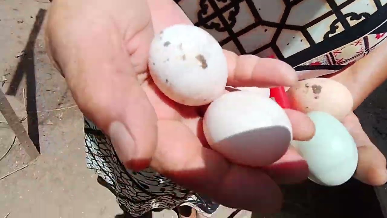 Cuidando das galinhas para o tio não matar fizemos uma proteção com tela