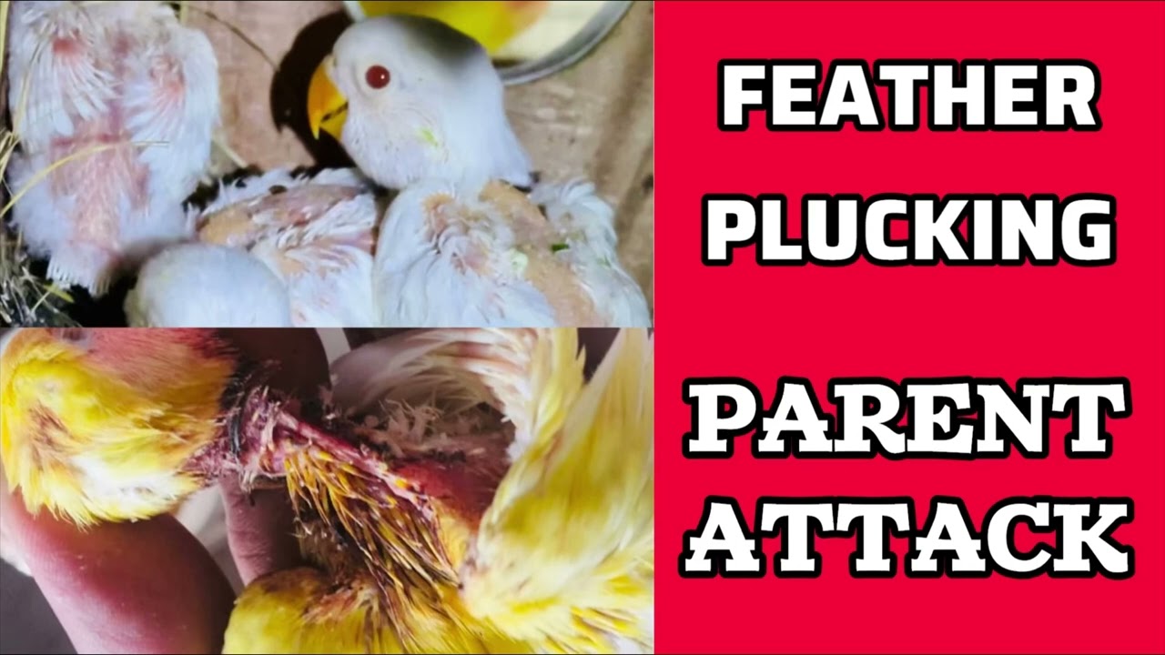 Lovebird Feather Plucking | Reason | Solution