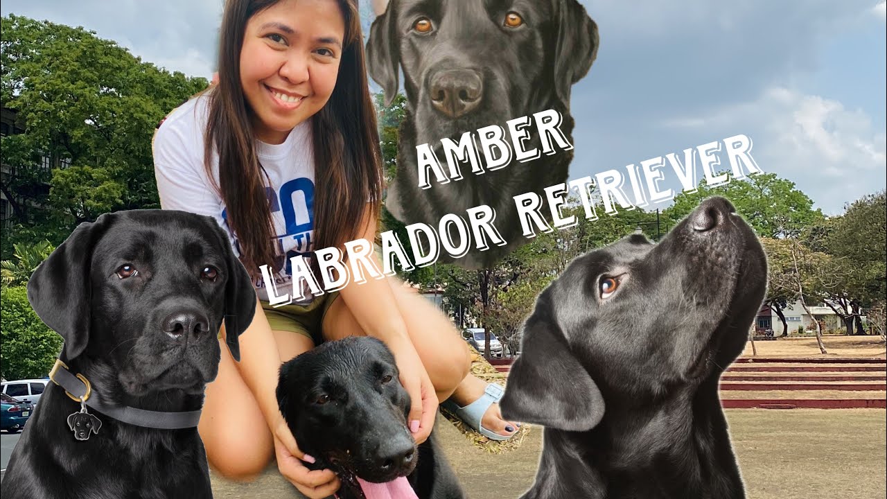 Labrador Retriever | Amber | @UP Campus Diliman | LakwatserangAbeth