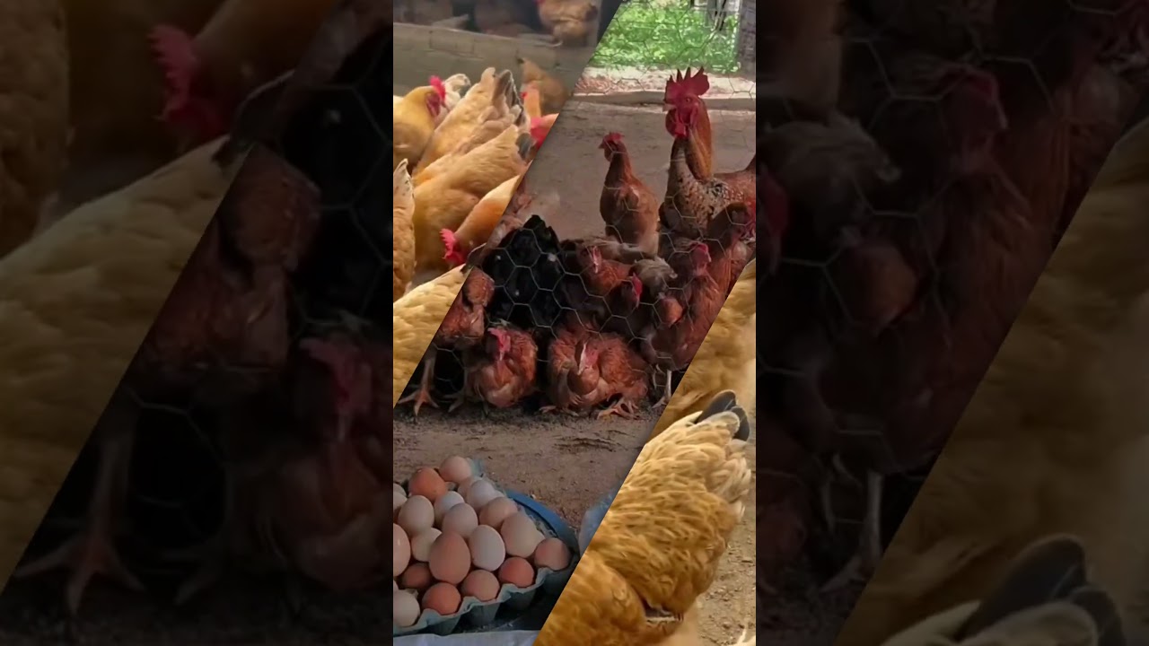 Esse &eacute; o gasto com 12OO 🐔 #galinha #comocriargalinhas #poedeiraslucrativas