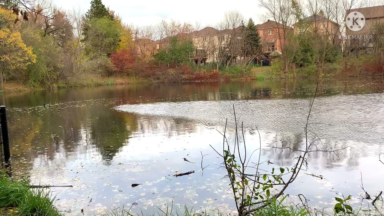 soothing pond scenery