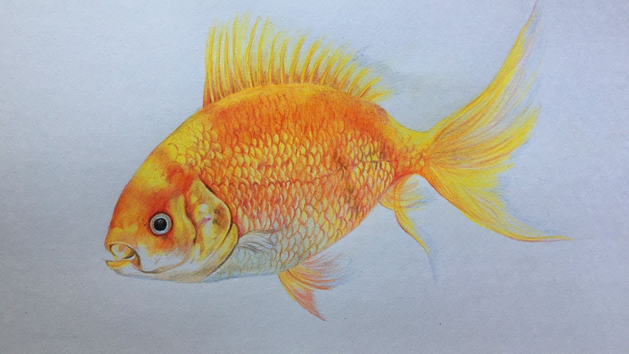 Gold Fish Drawing in Color Pencils | Fish Drawing Step by Step | Faber Castell Polychromos