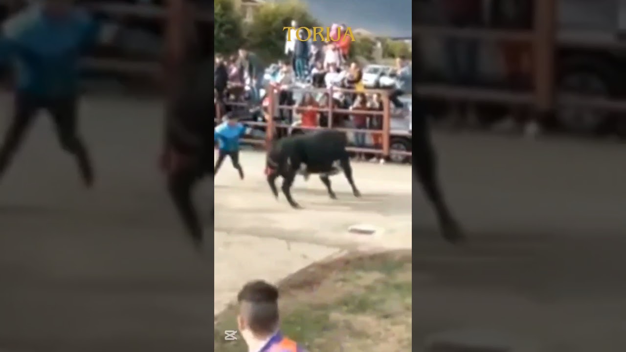 Salida al campo del toro de Gerardo ortega en torija #toros #bull #recortes #animals #encierro