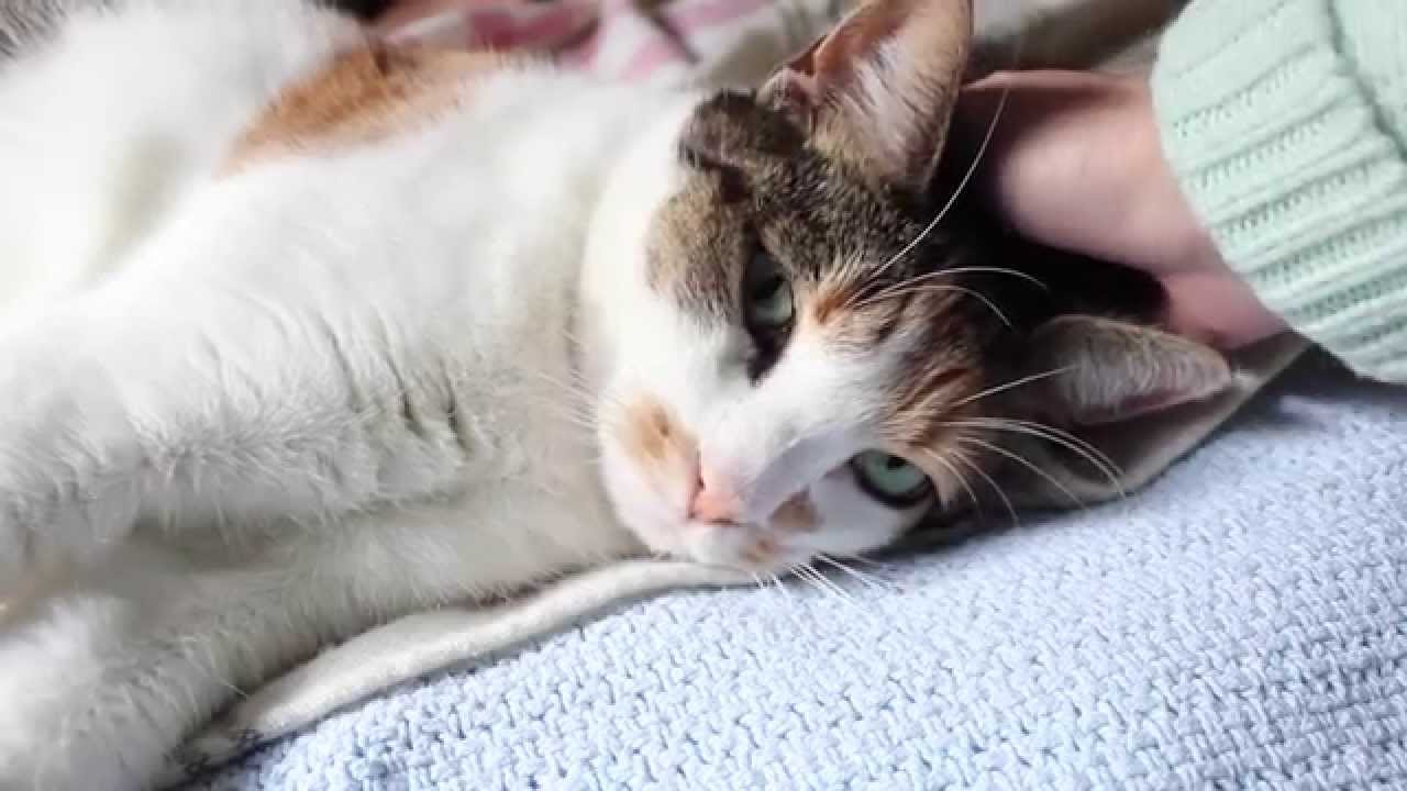Cuddling May, the Cat (ASMR whispering)