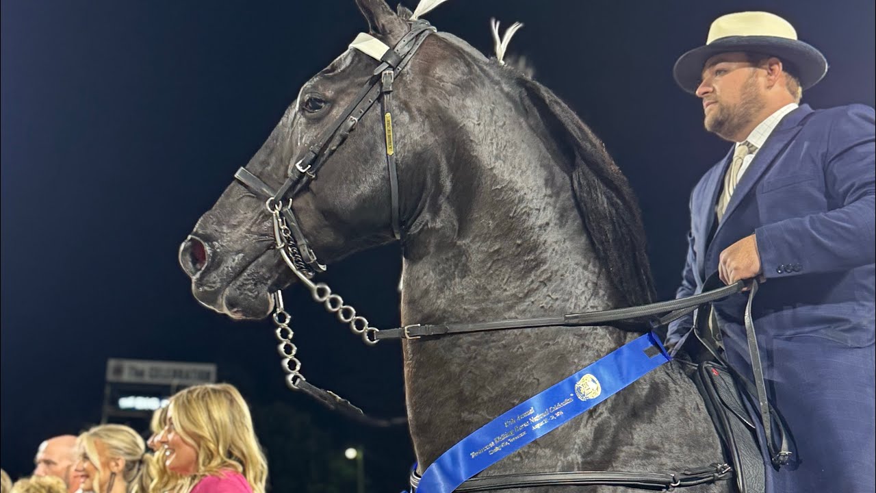 Tennessee Walking horse National Celebration Thursday Night 