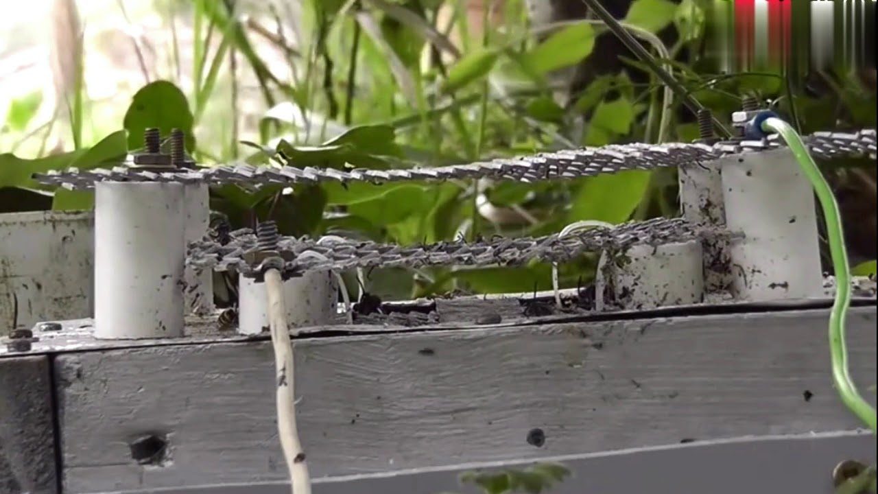 Seal attacked high voltage power and encountered a horror scene