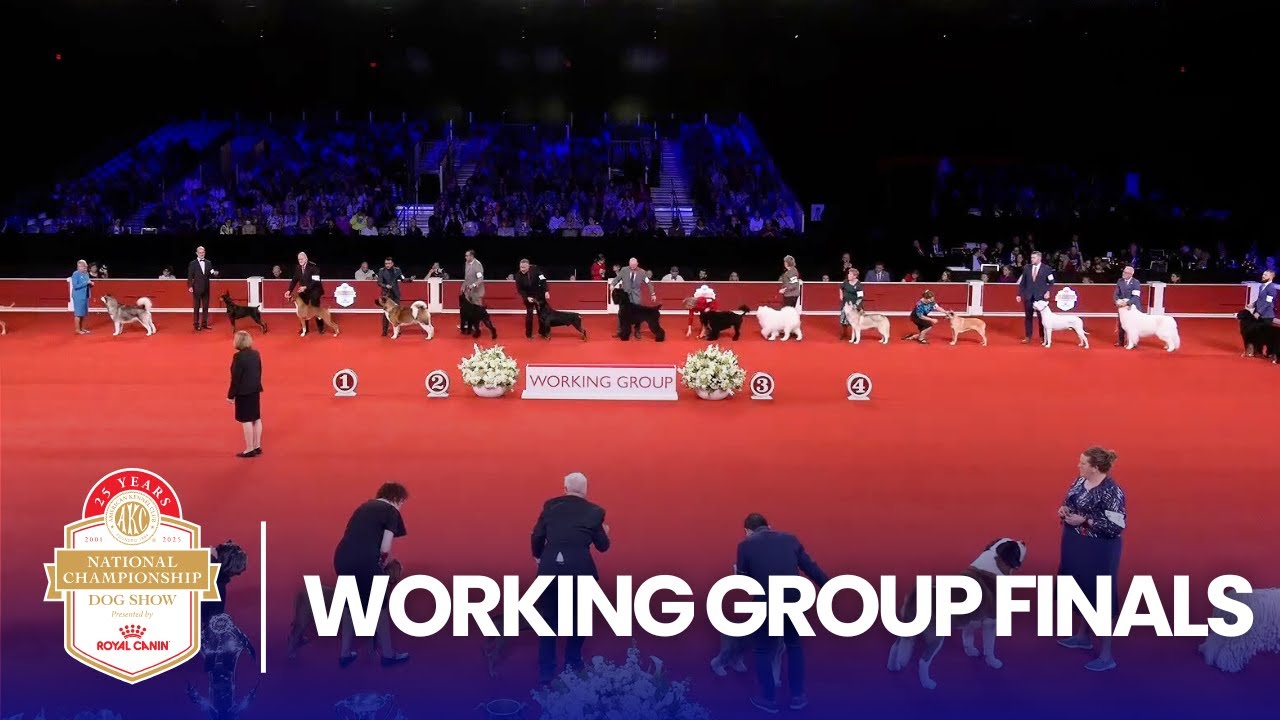 Финал рабочей группы | Национальный чемпионат AKC 2025, представленный компанией Royal Canin