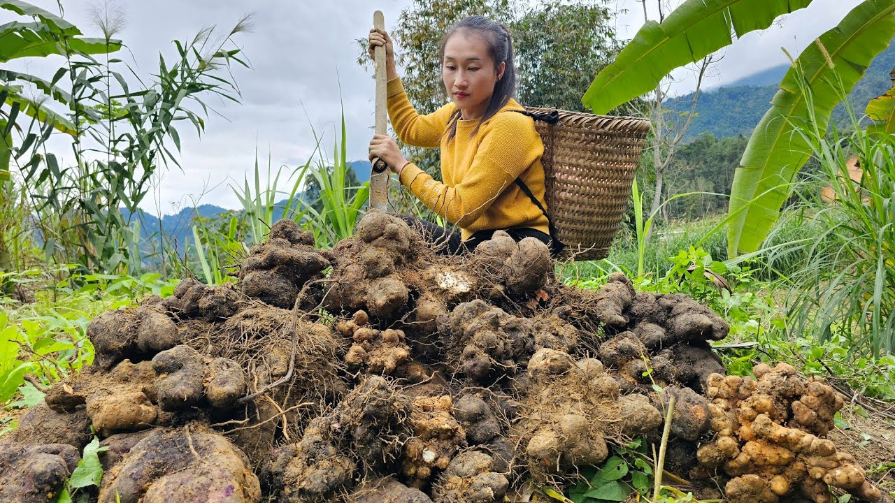 Harvesting wild tubers goes to market sell - Planting wild tubers | Ly Thi Tam