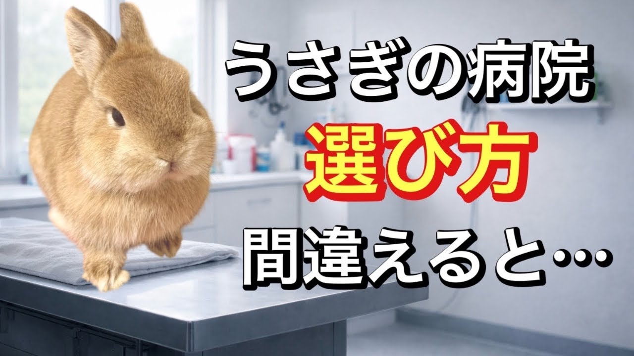 その選び方で大丈夫？うさぎの病院で後悔しないために知っておいてほしいこと