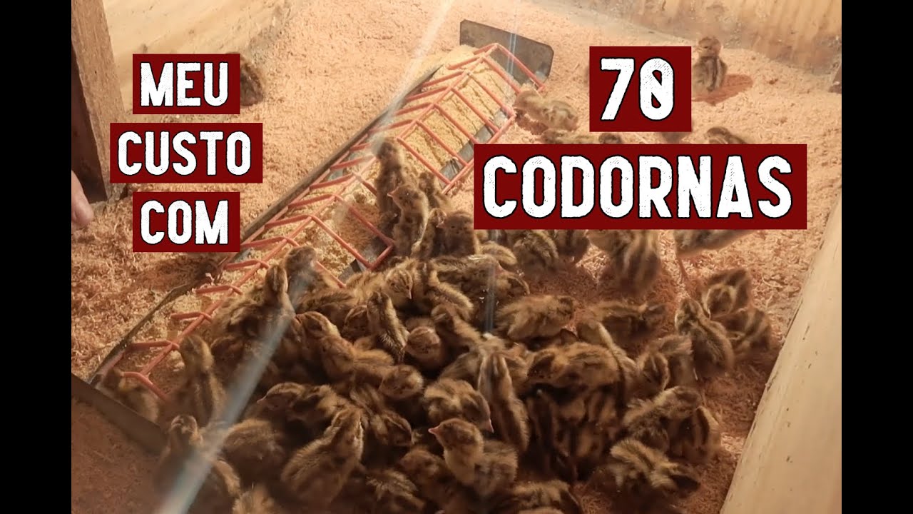 QUANTO CUSTA CADA CODORNA ATÉ O PRIMEIRO OVO?
