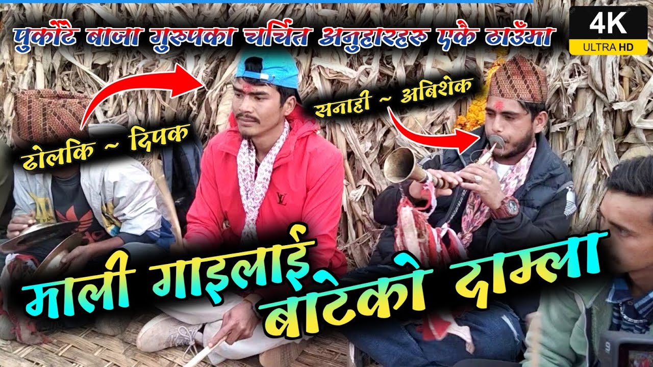 Mali gailai pateko damla at sanahi purkote naumati panchebaja burtibang