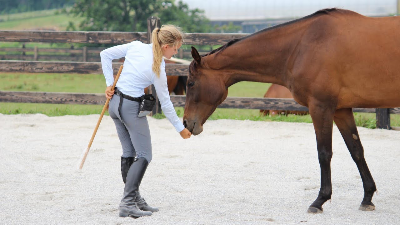 Using Treats to Train Your Horse? Here is what kind of treat to use and why