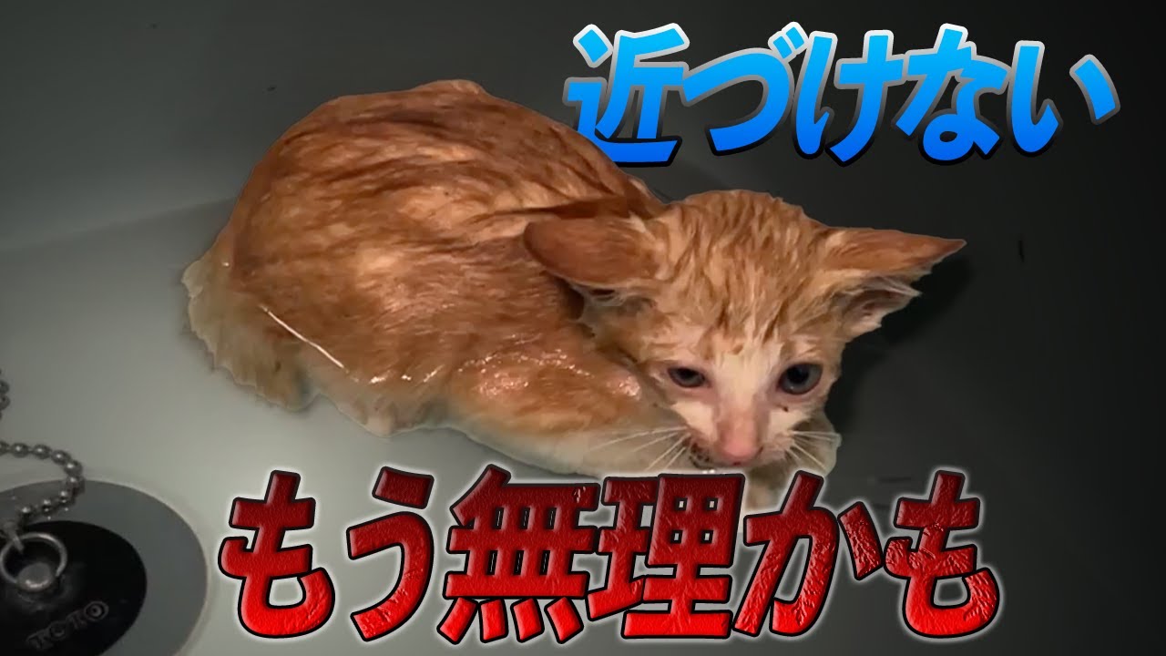 【木の枝で食い繋ぐ猫】捨てられ人嫌いになった猫