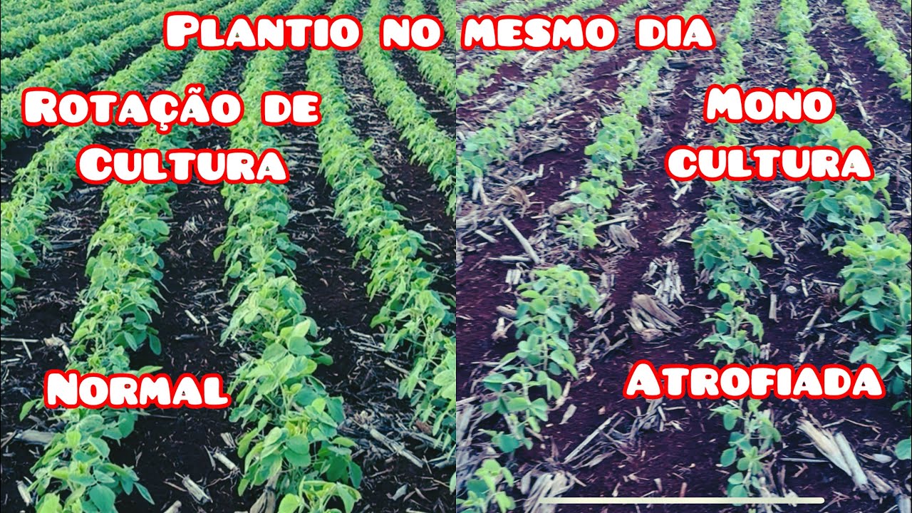 ✅ SOJA SAFRA 25/26 - ESTÁ ATROFIADA NÃO DESENVOLVE!🇧🇷